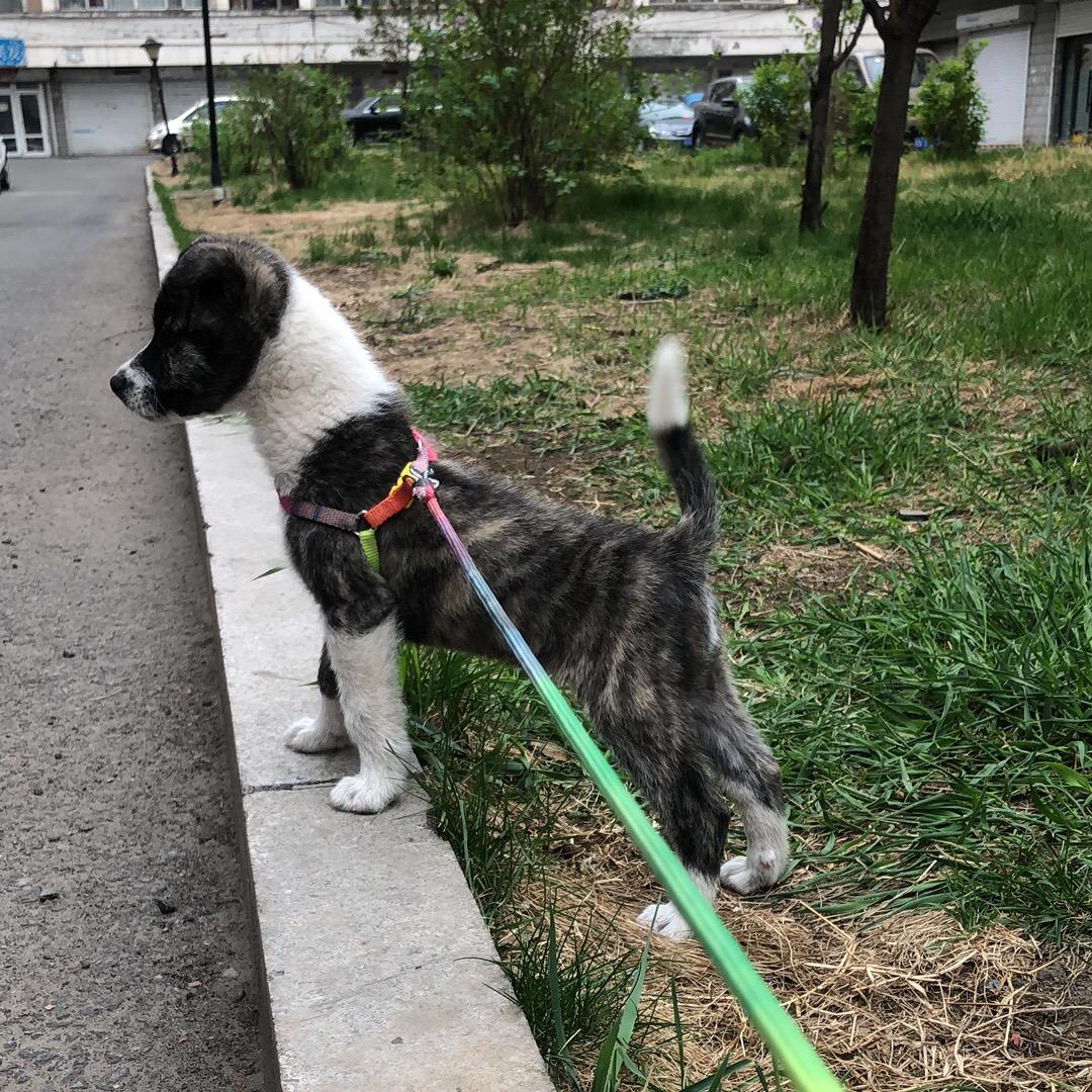 小白，，白，，白，，白