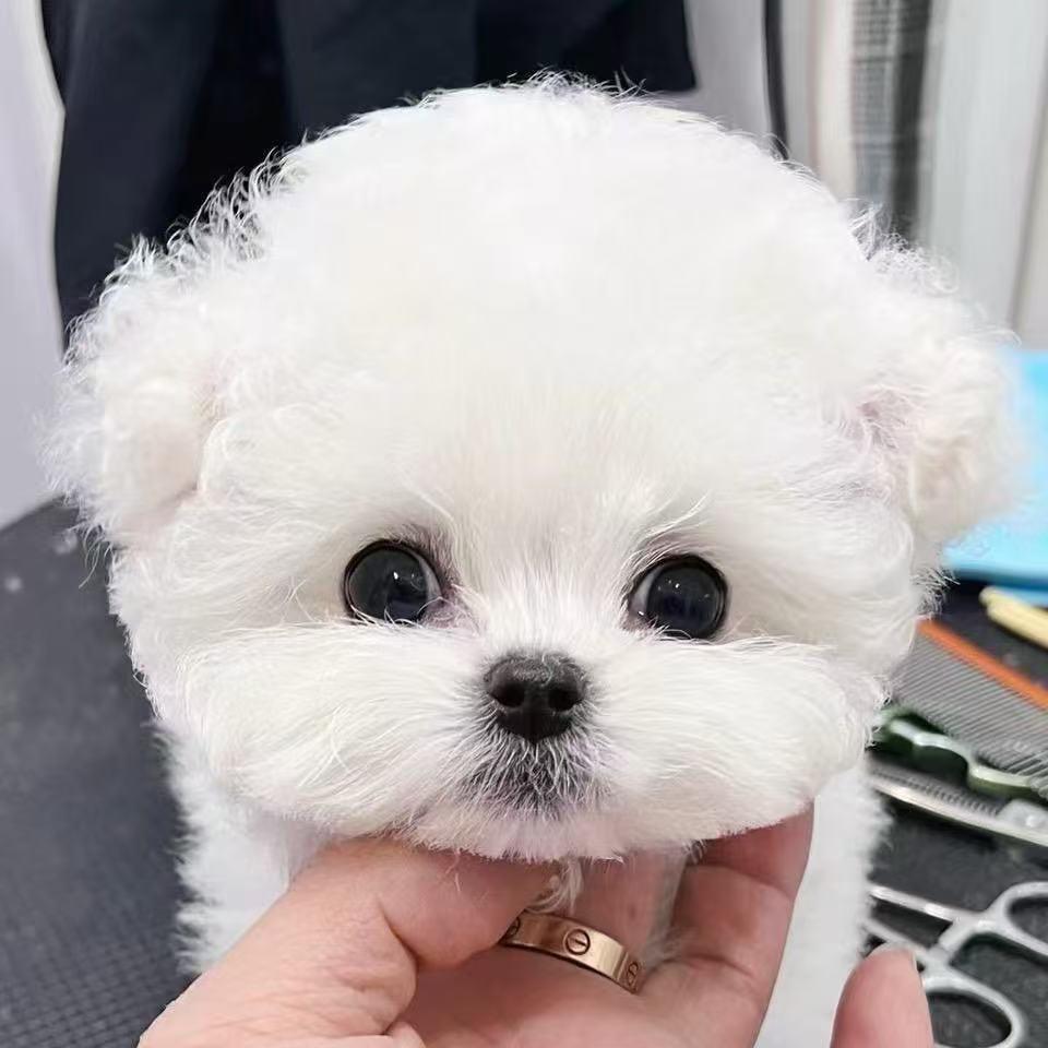 欣宝家de甜美系狗狗