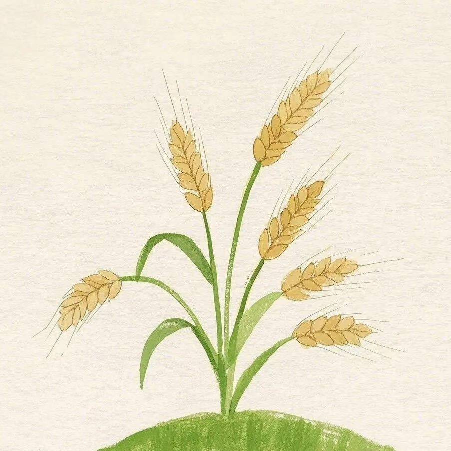 胡萝卜🥕