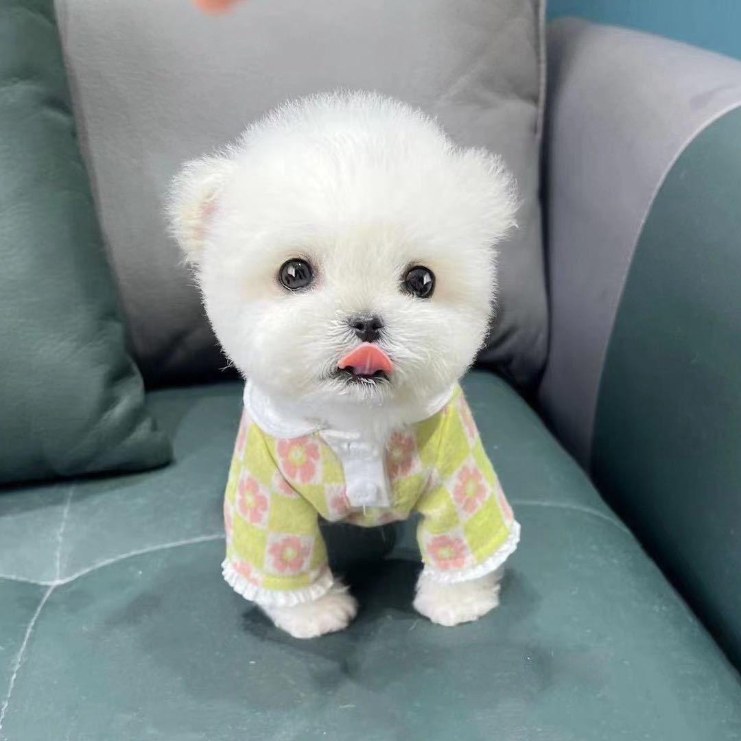 阿纪家的小比熊