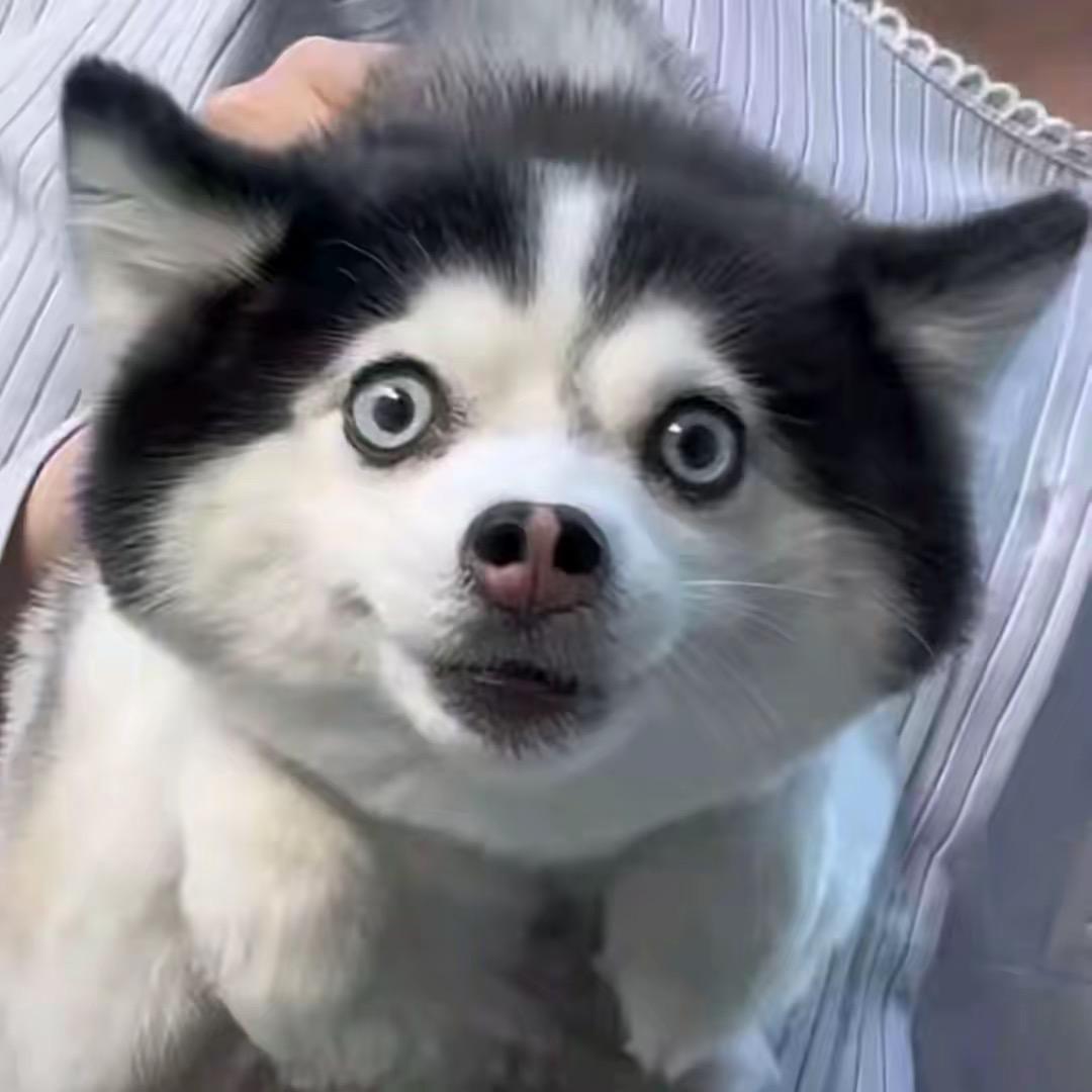 小木