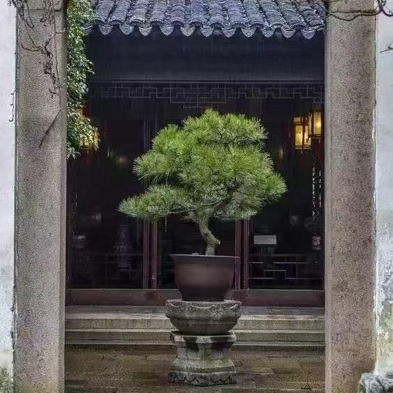 林泉收藏铺
