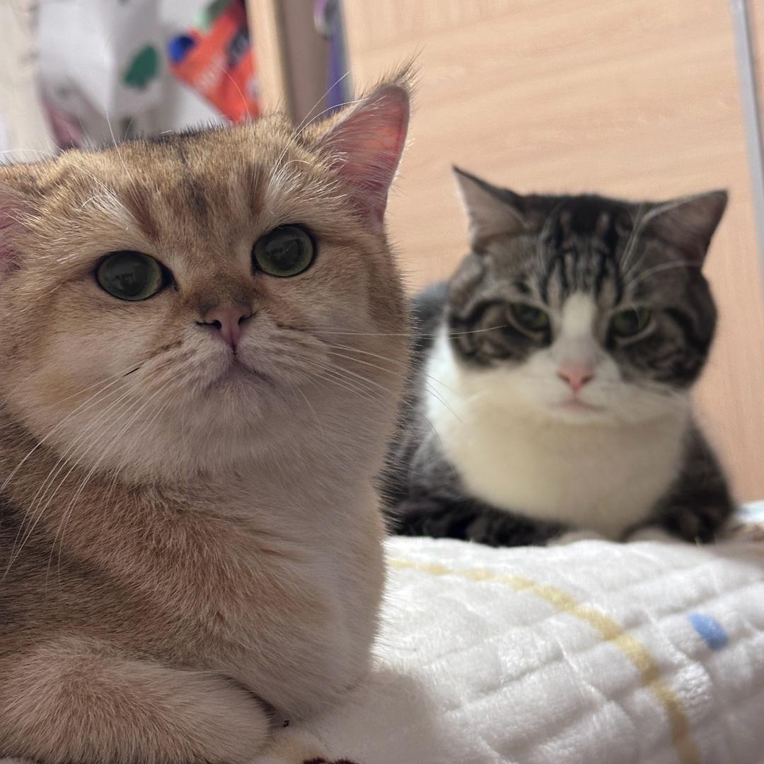 显眼包啫喱猪咪🐱🐷