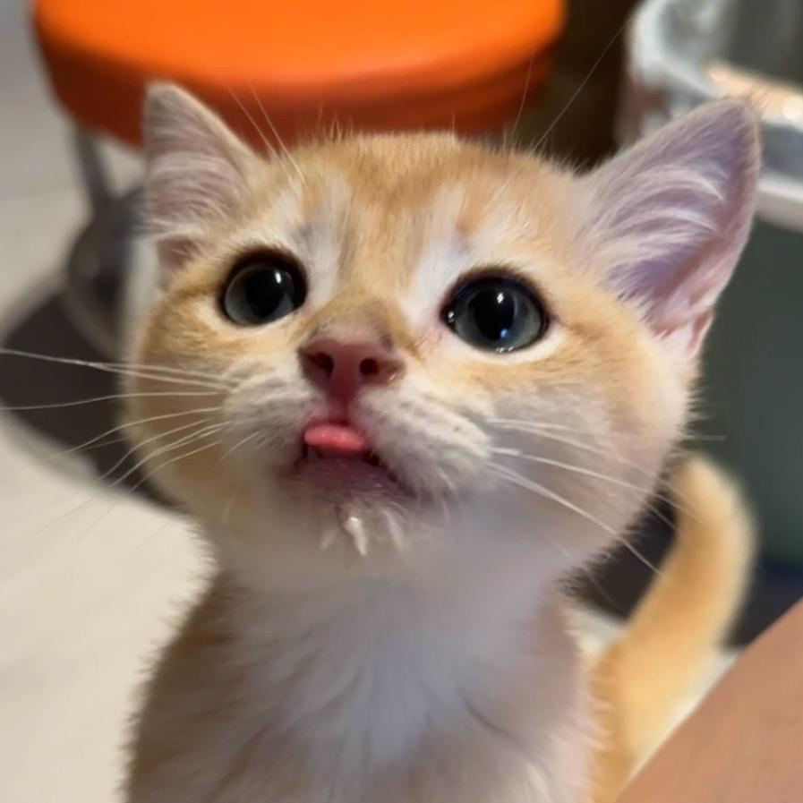 妙妙的小猫叫百万