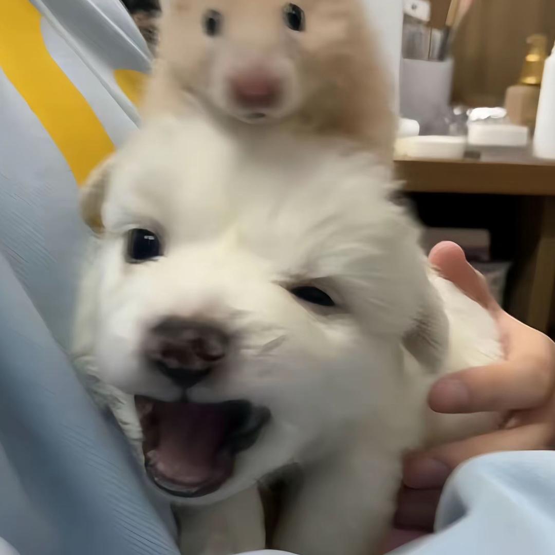Quqi🐶
