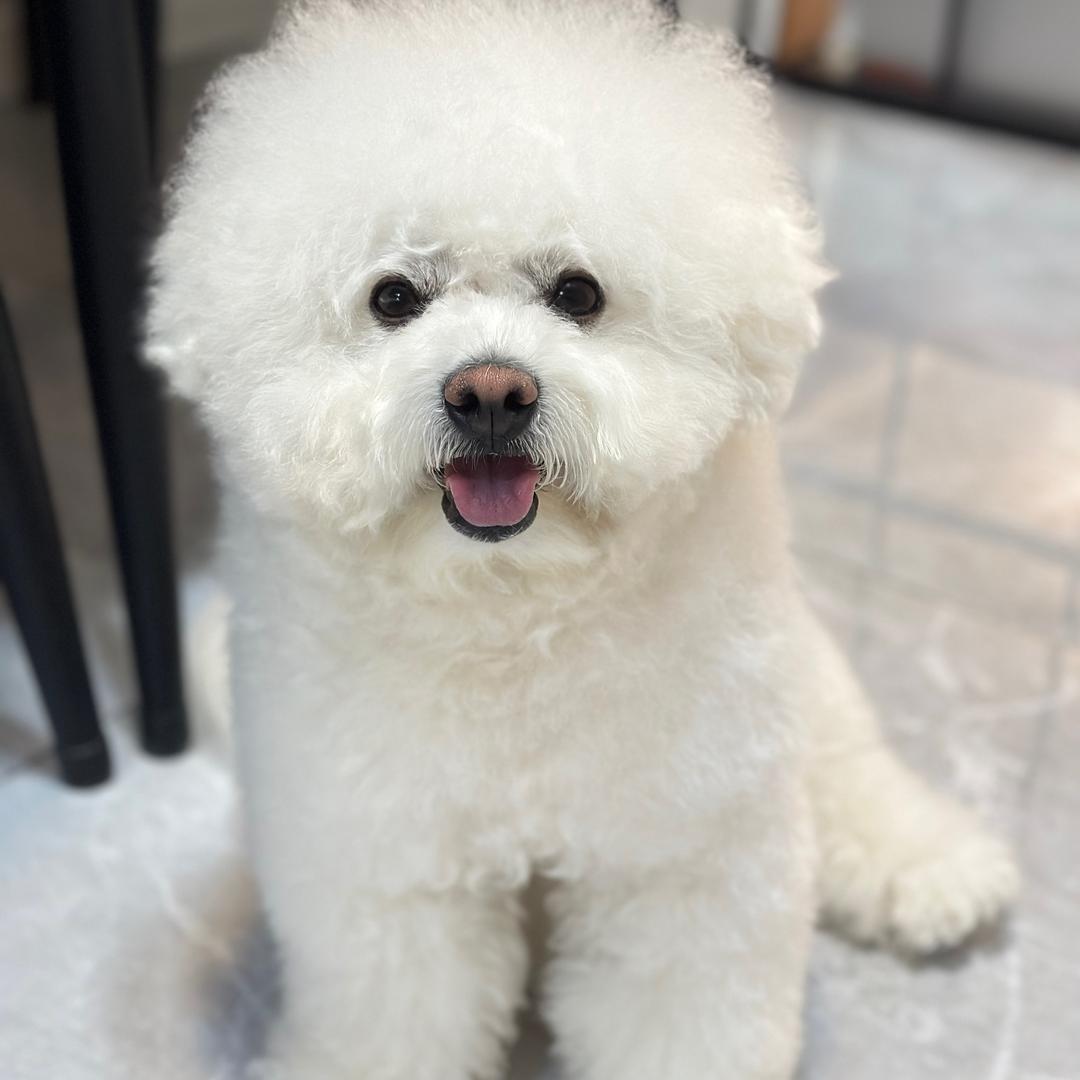 毛球小子