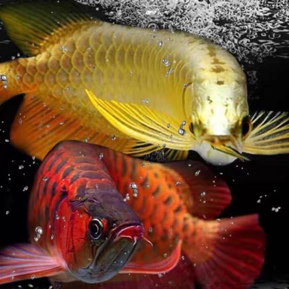 虎门虎门碧海水族世界