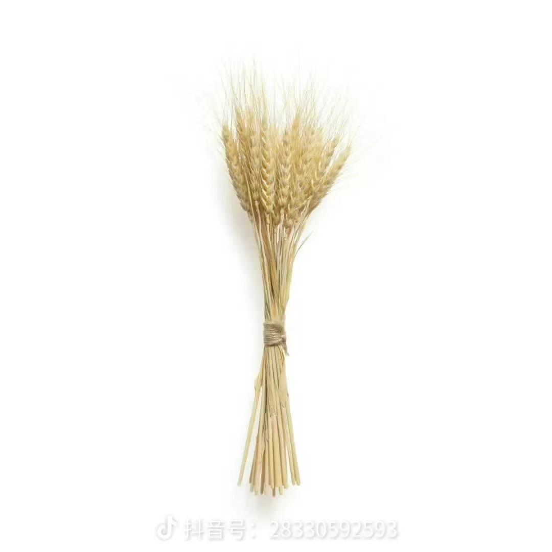 富贵儿