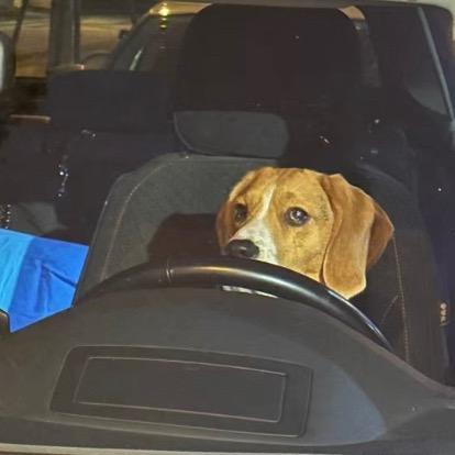 比格犬飙车指南