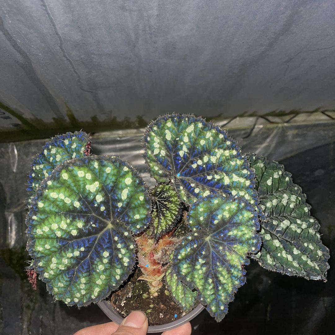 秋影花坊