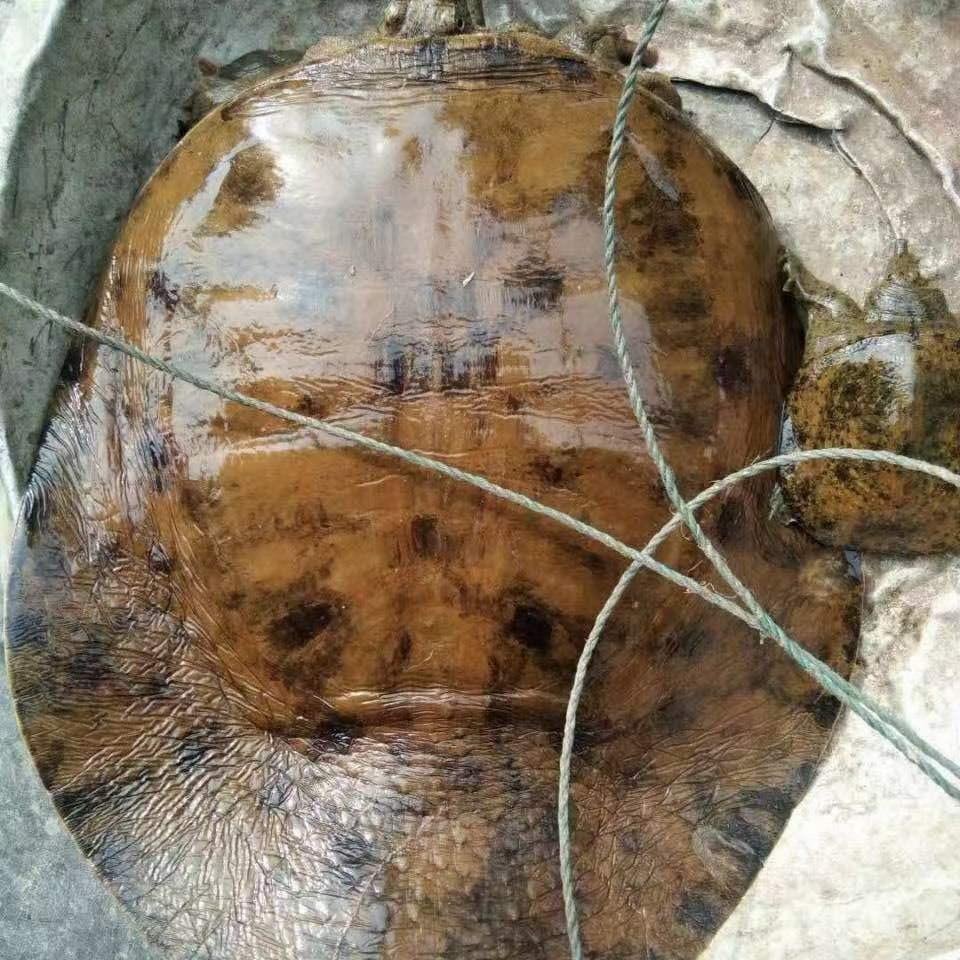 湖南娇哥野甲鱼