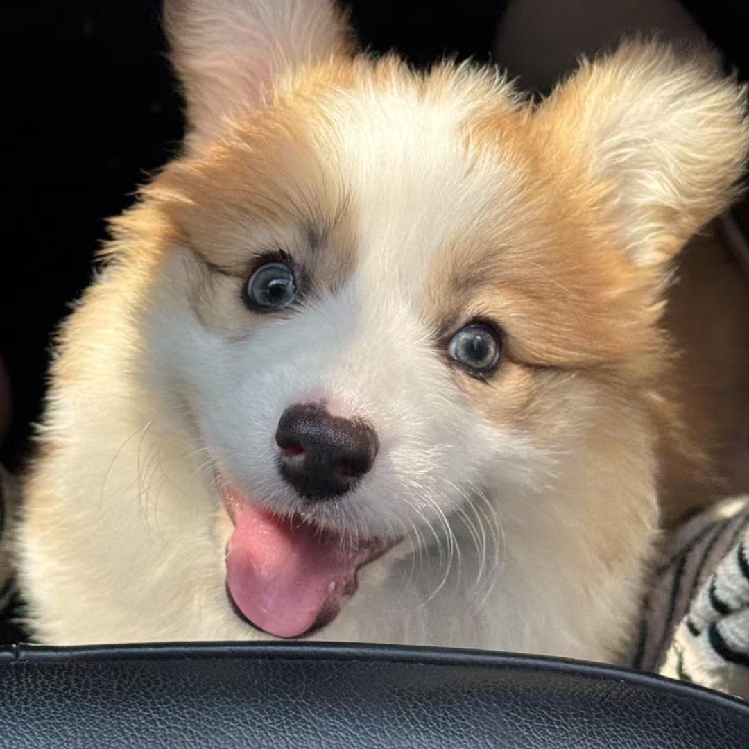 田螺家养柯基(柯基繁殖)