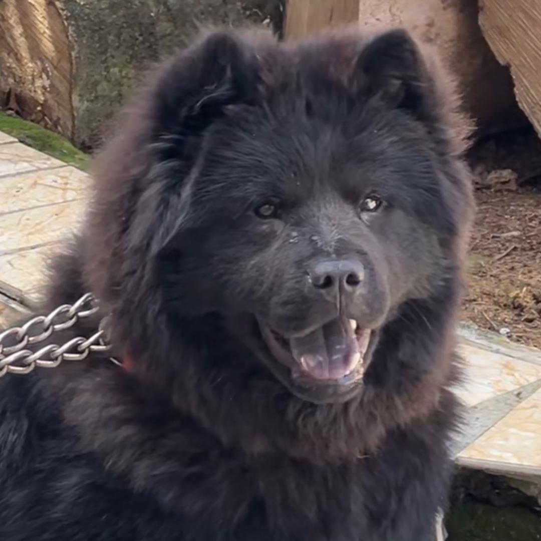 狗屎运犬舍