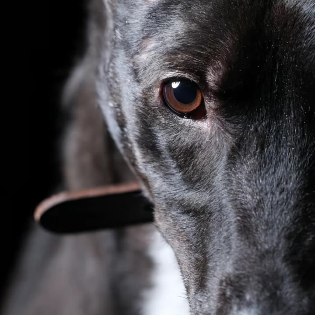 淡漠剪切（西北刀客）