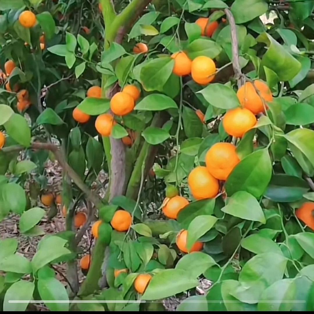 🔥黄龙 黄化 营养液直销厂家