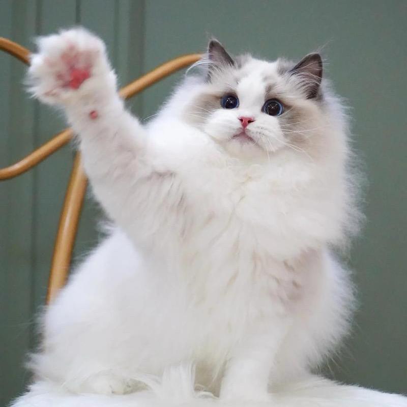 喵喵喵🐱
