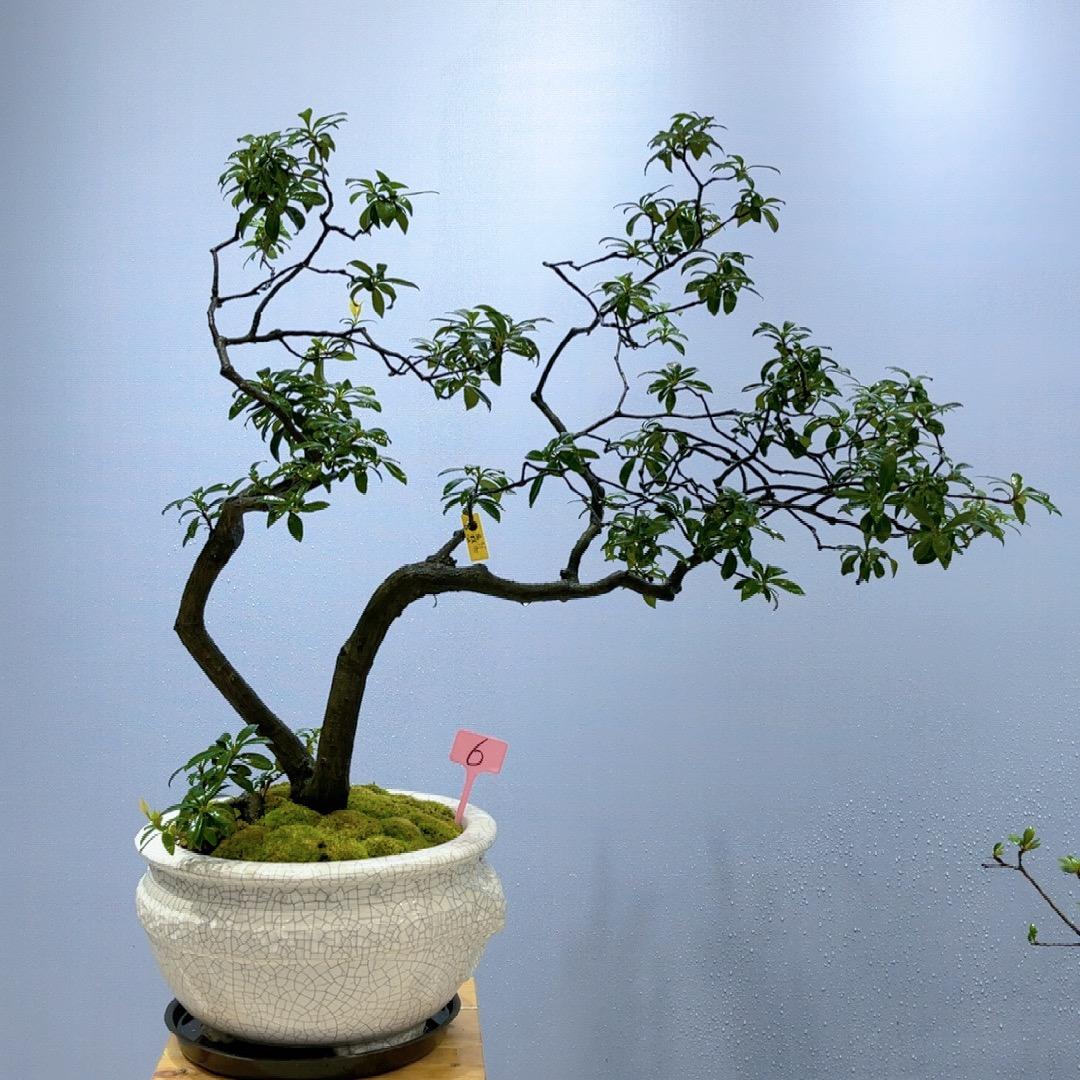 圆山园盆景壹花一世界