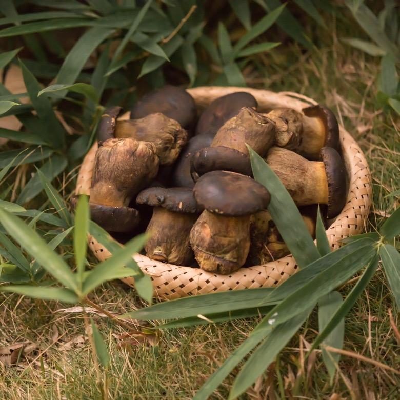 宏臻牛肝菌基地