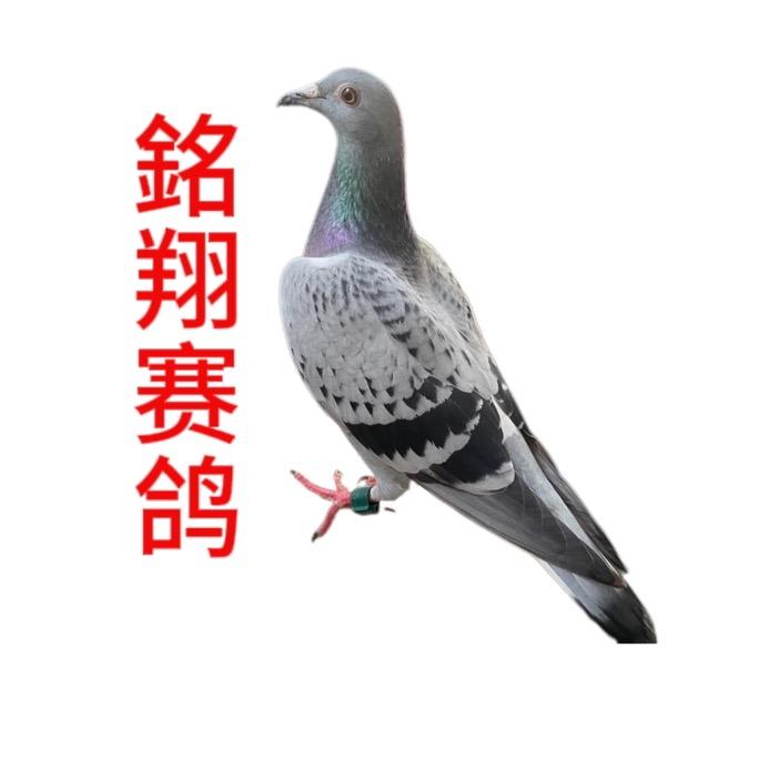 銘翔赛鸽—孟宁