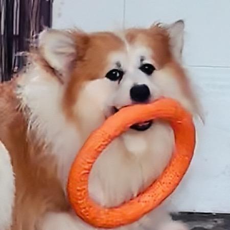 坦克是只长毛柯基