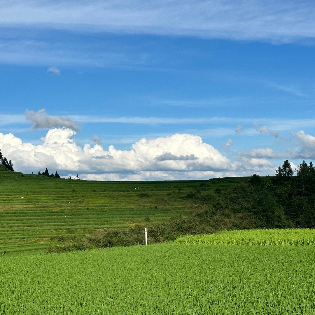 龙胆商铺