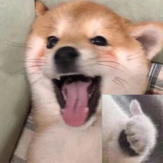 ✨小金猪不会飞🐷