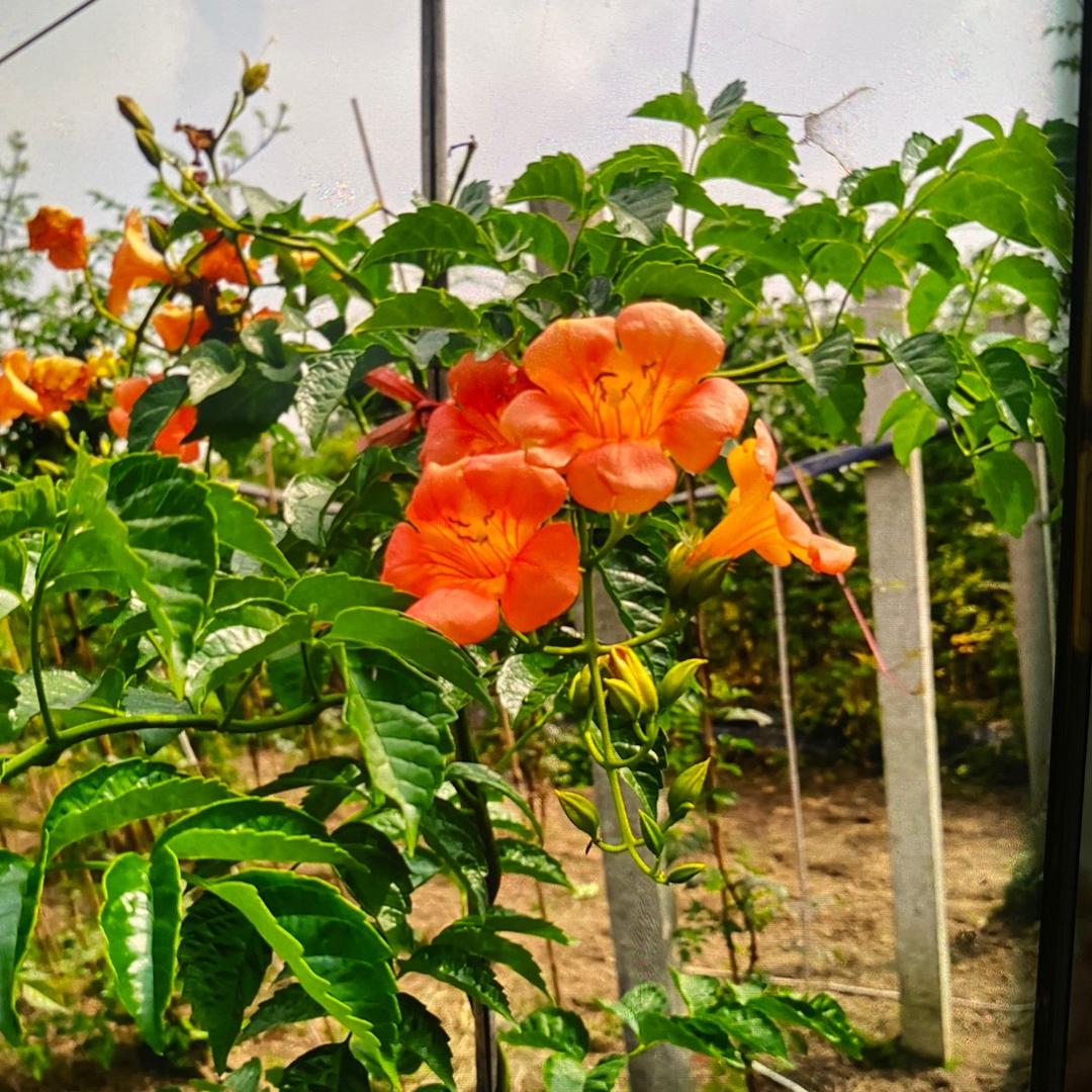 沂蒙凌霄花基地