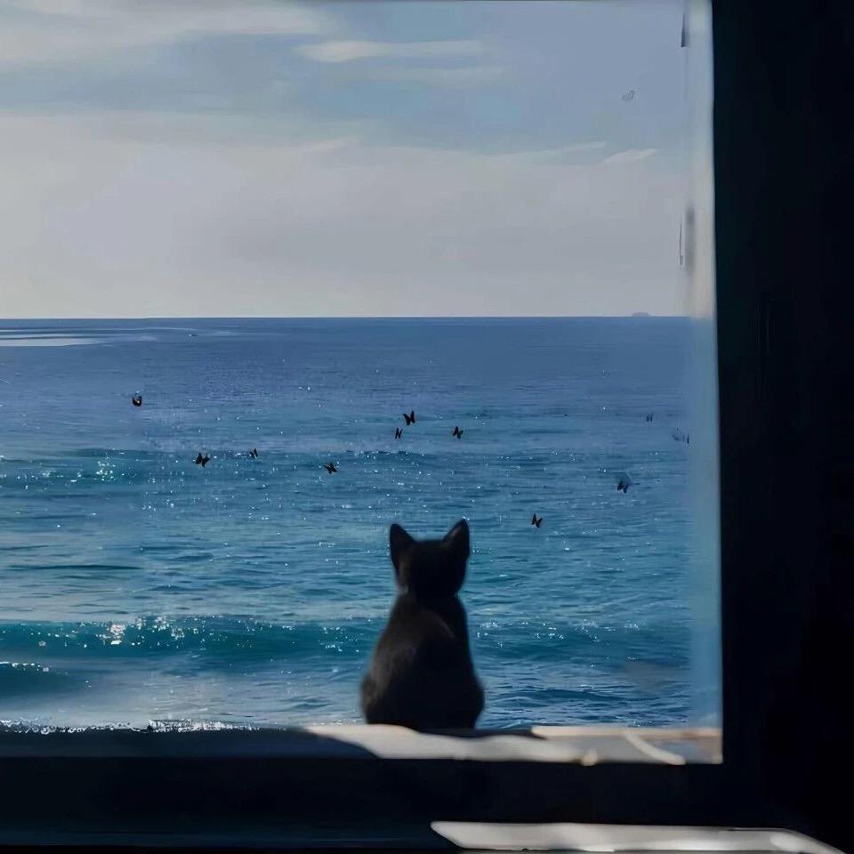可🐈‍⬛