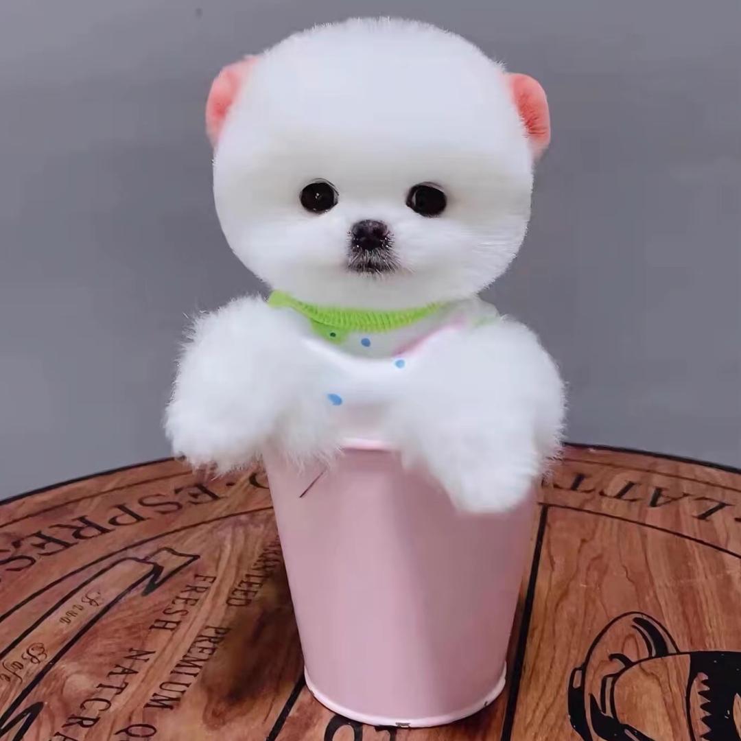 荣荣博美茶杯犬