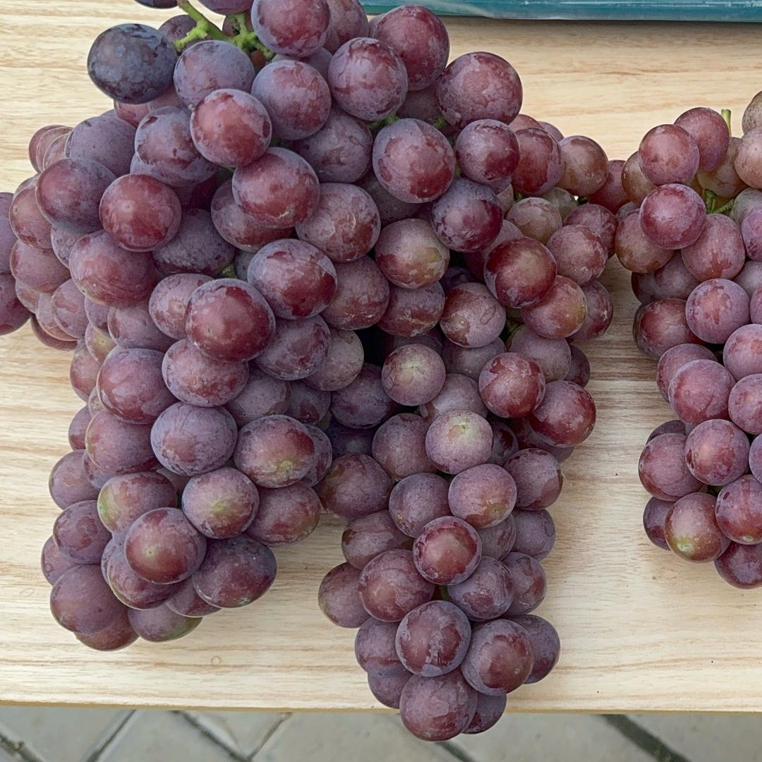 卖葡萄🍇的鱼头