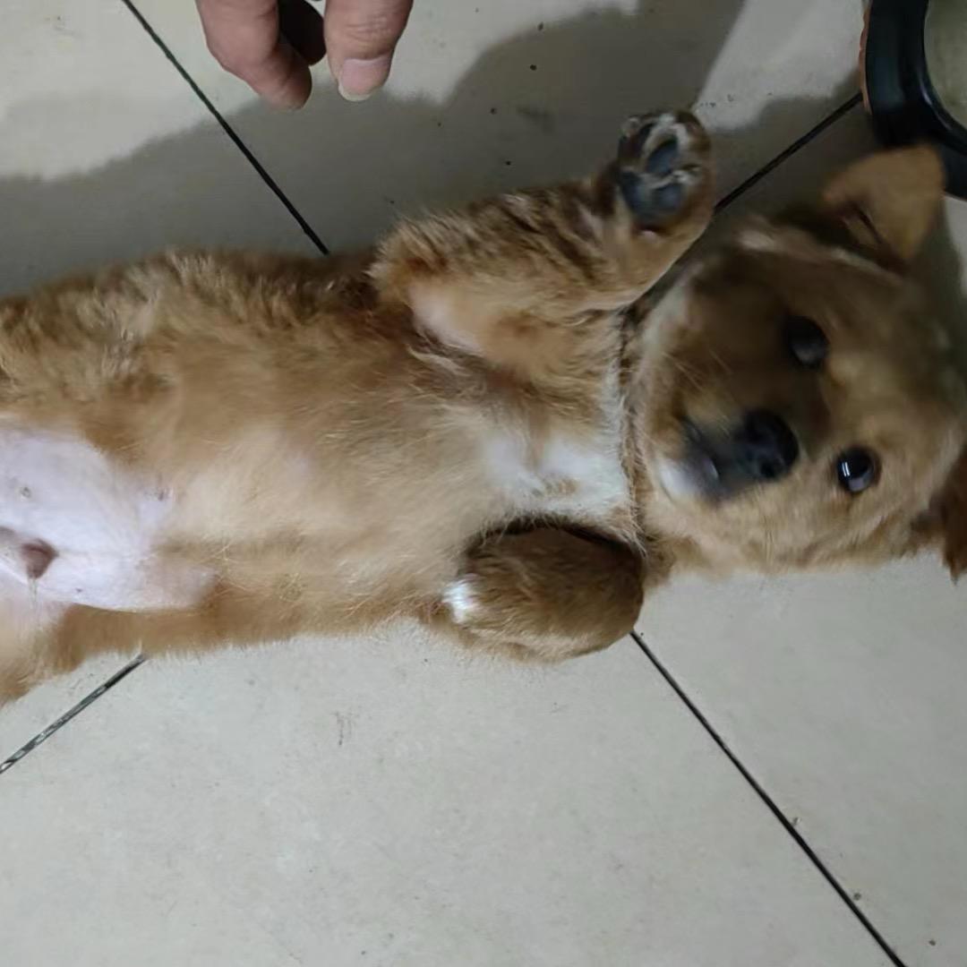 小旺仔