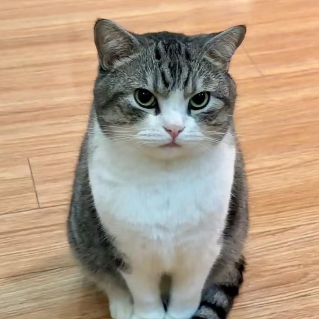小猫早点睡