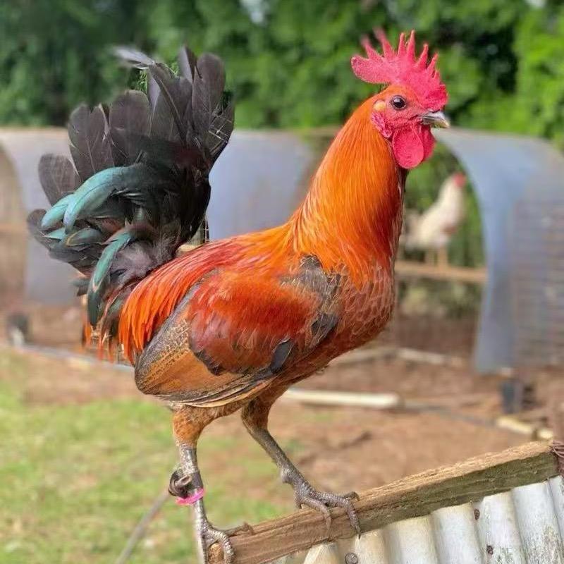 东北振东小笨鸡