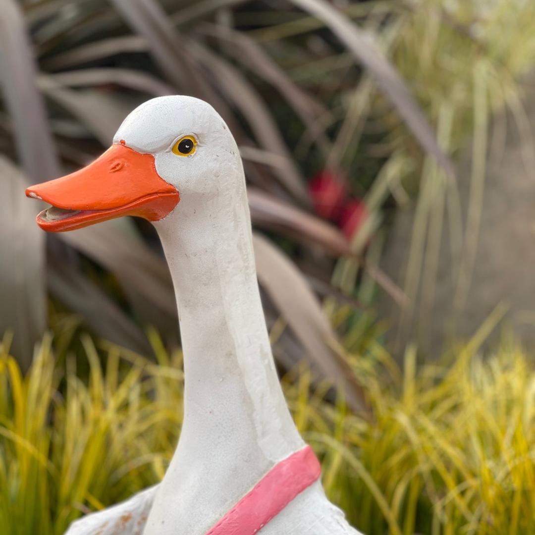 热心市民孙先生🤓