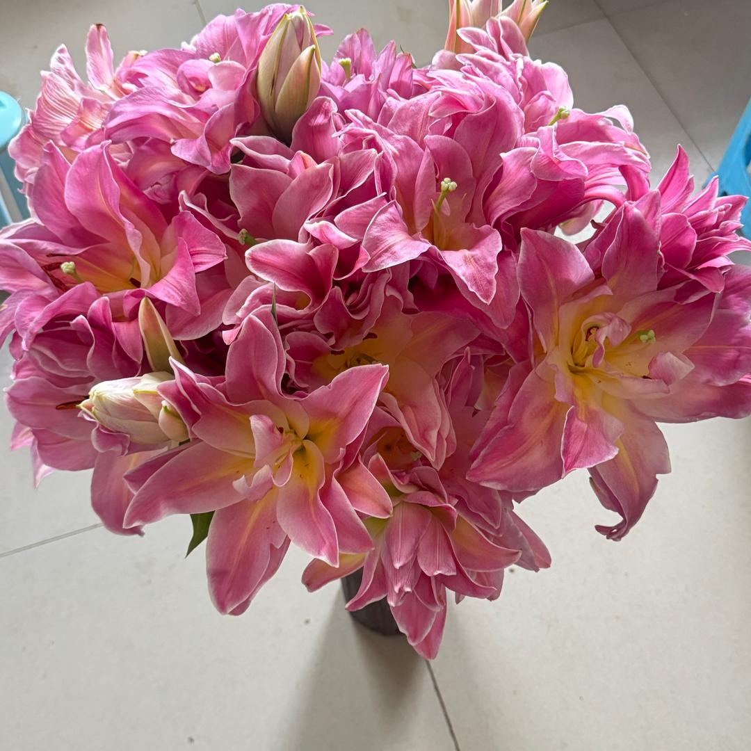 麋鹿森林