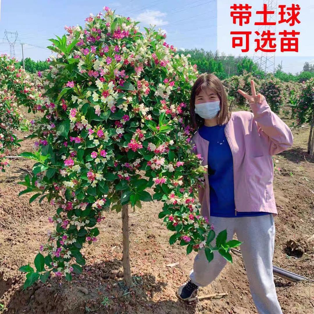 源帆园林花卉