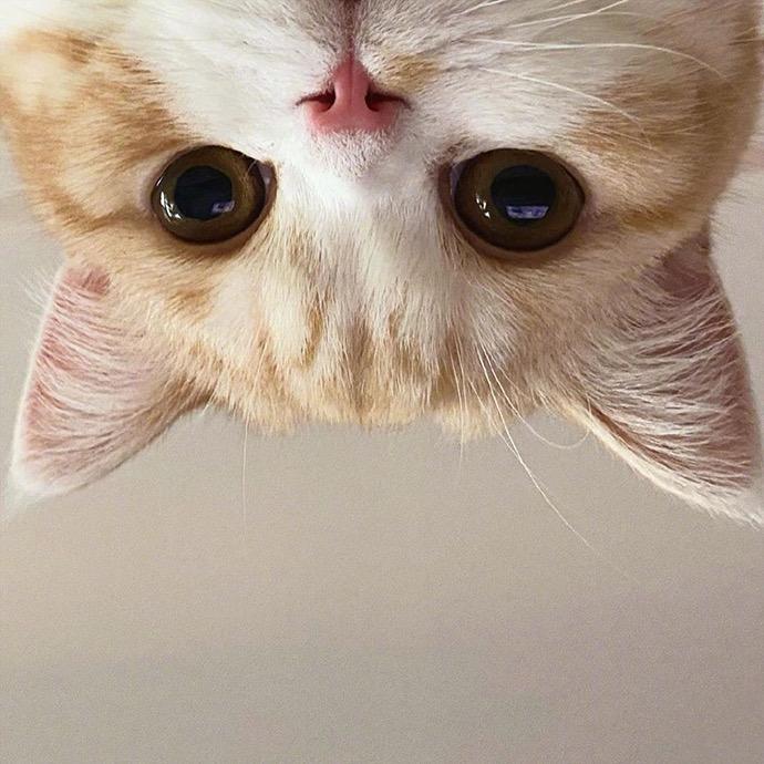 ʚɞ