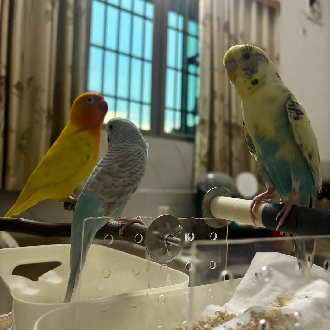 黄毛小幽蓝公子