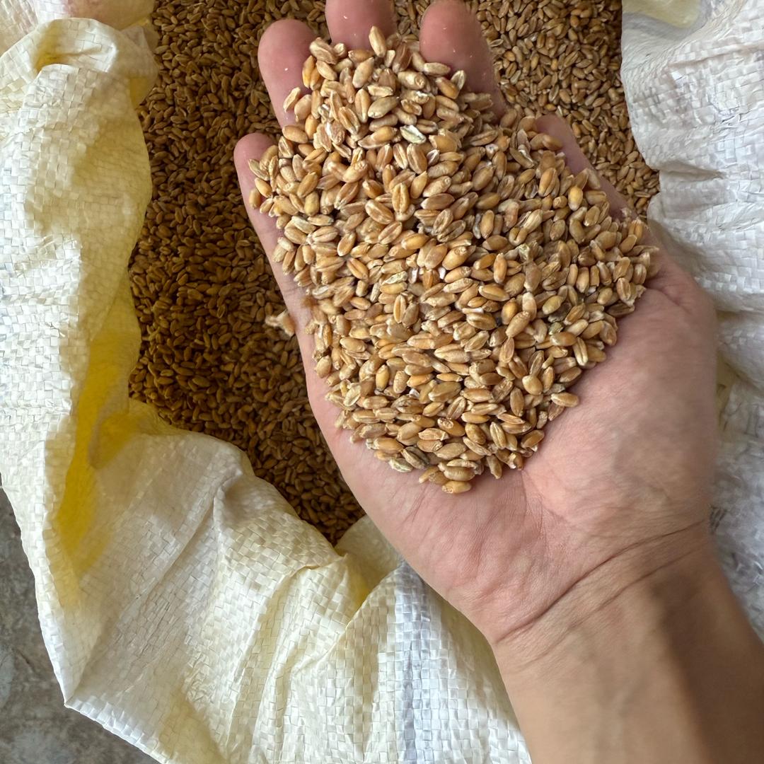 艳子转行云山货