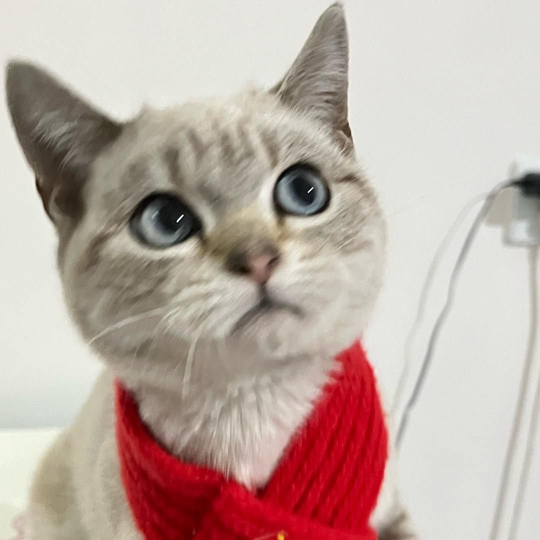 喵百万🐱（求关注版）