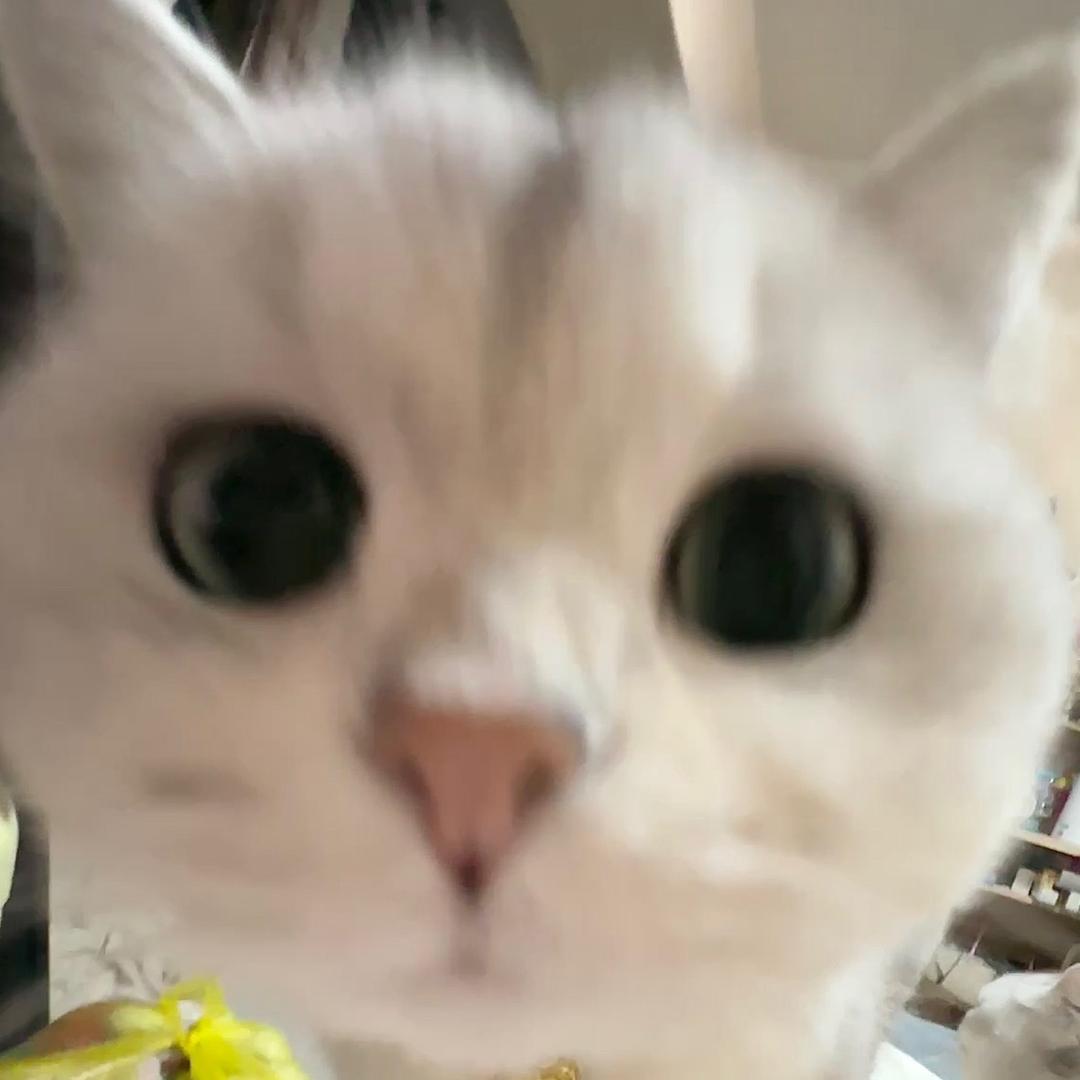 吧唧