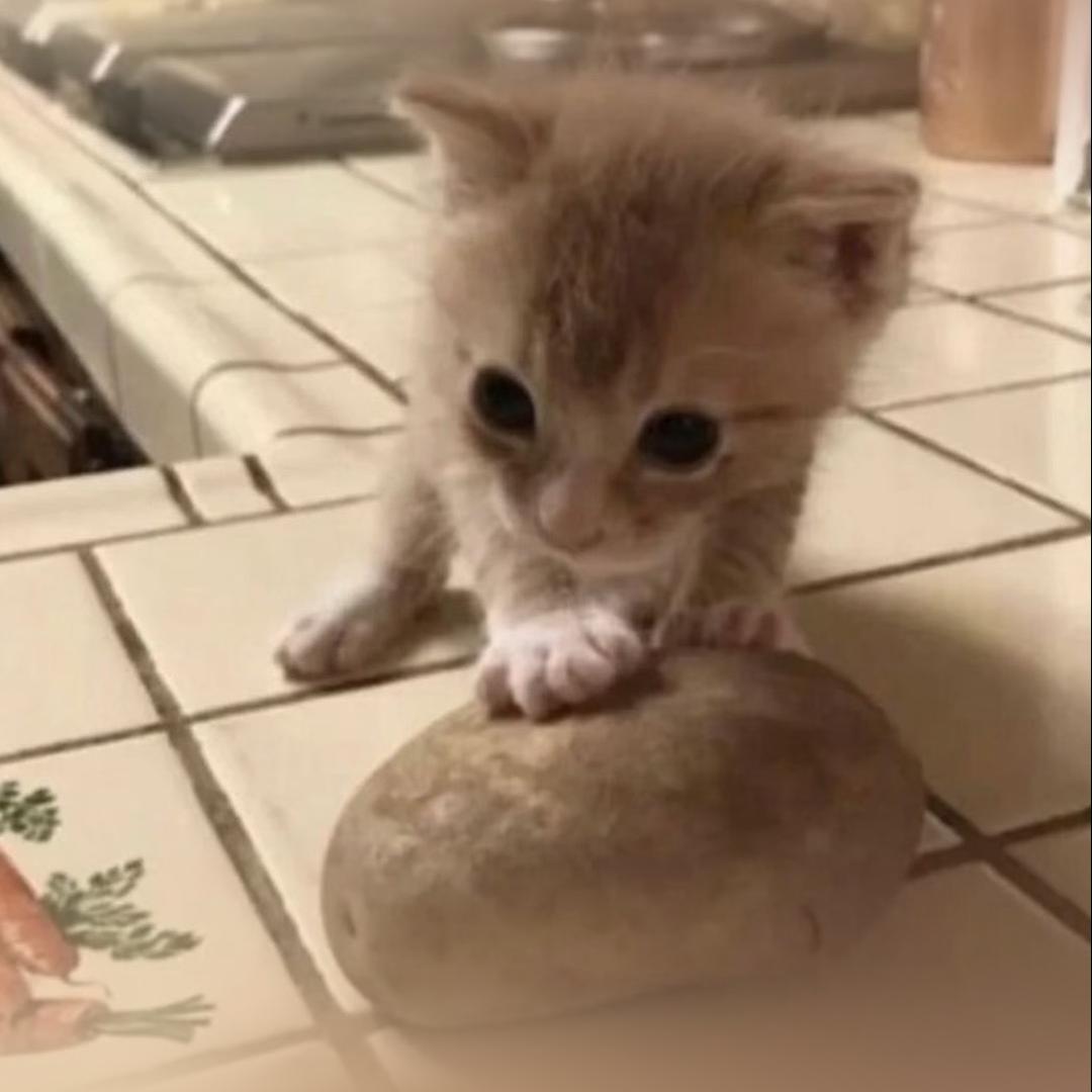猪油猫