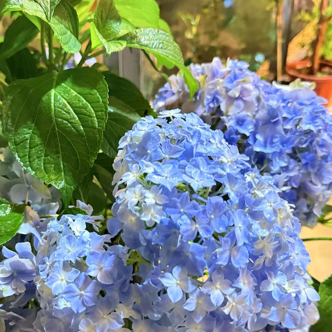 花开富贵花