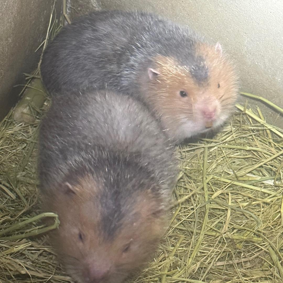 湖北生态特种竹鼠养殖