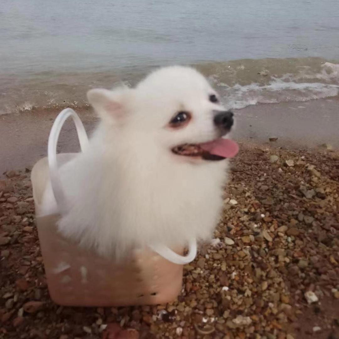 香菜.