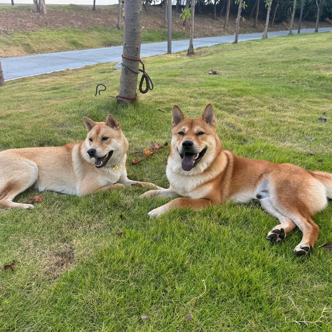 田园犬虎妞、虎宝