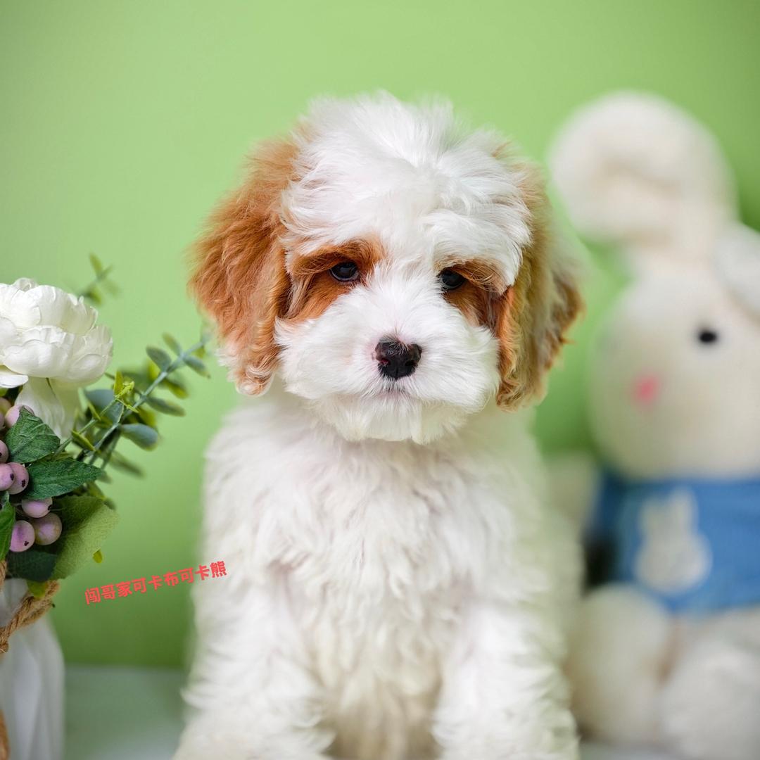 闯哥家•可卡布•可卡熊