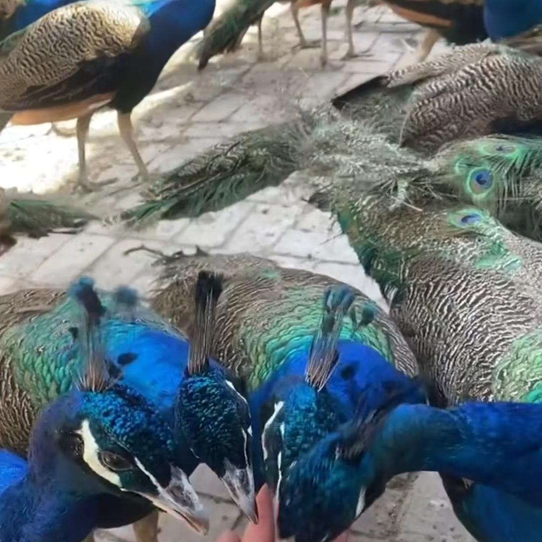 逐鹿珍禽宠物优品店