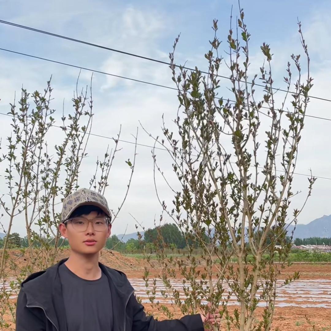 MOJY淼瀚森果树苗木专卖店