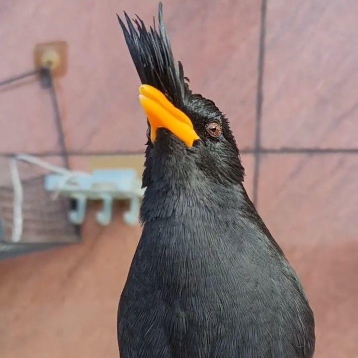 小陈爱玩鸟